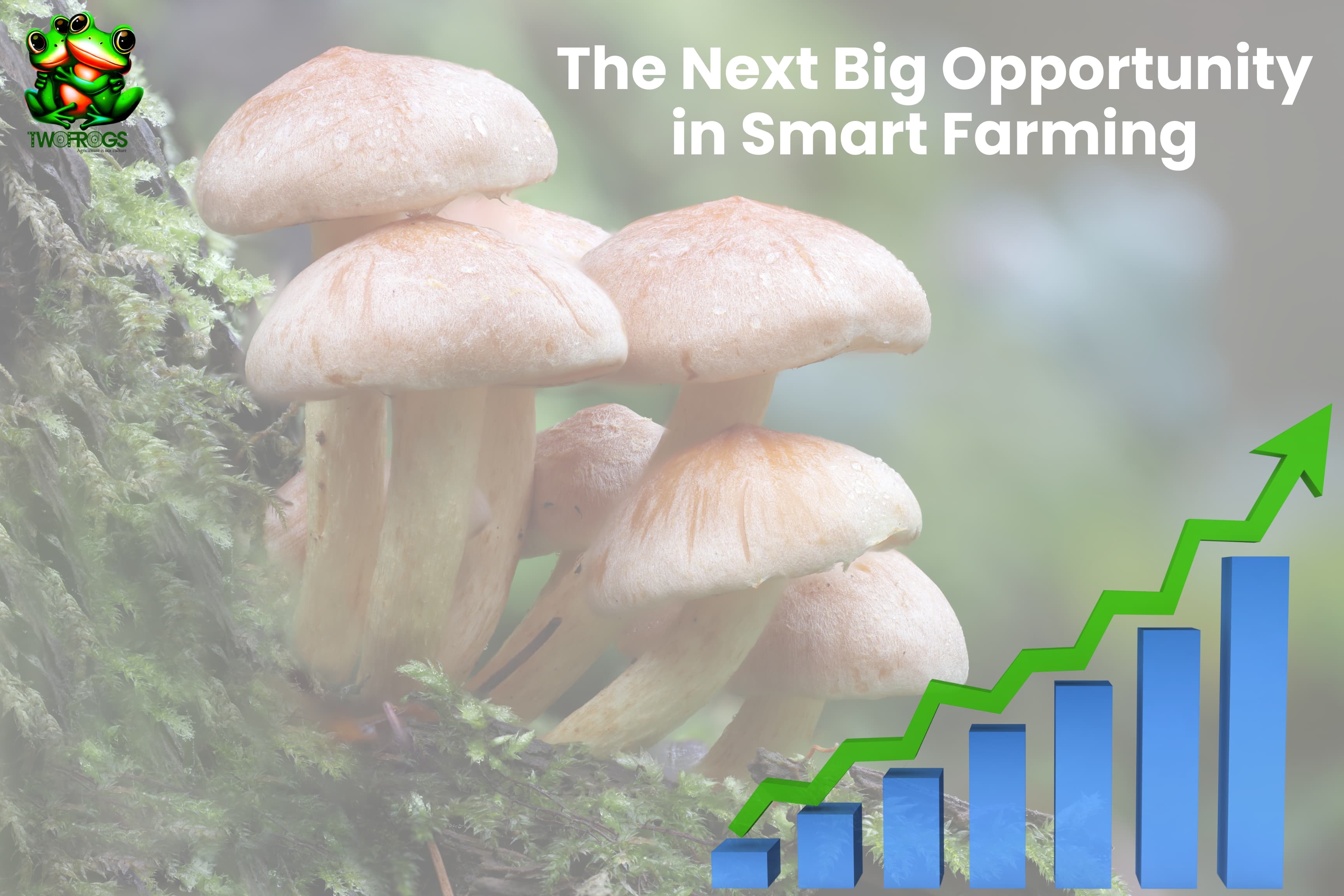 Mushroom Farming Investment: Why It’s the Future of Smart Farming
